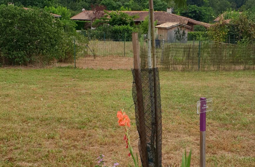 Un arbre un enfant