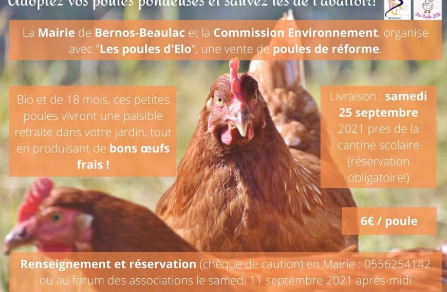 Adopter une poule