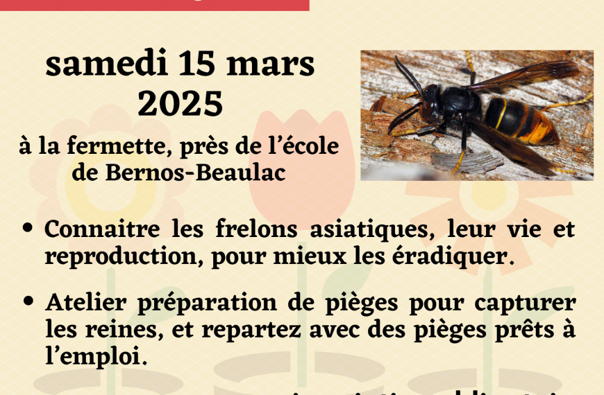 Chasse aux frelons asiatiques