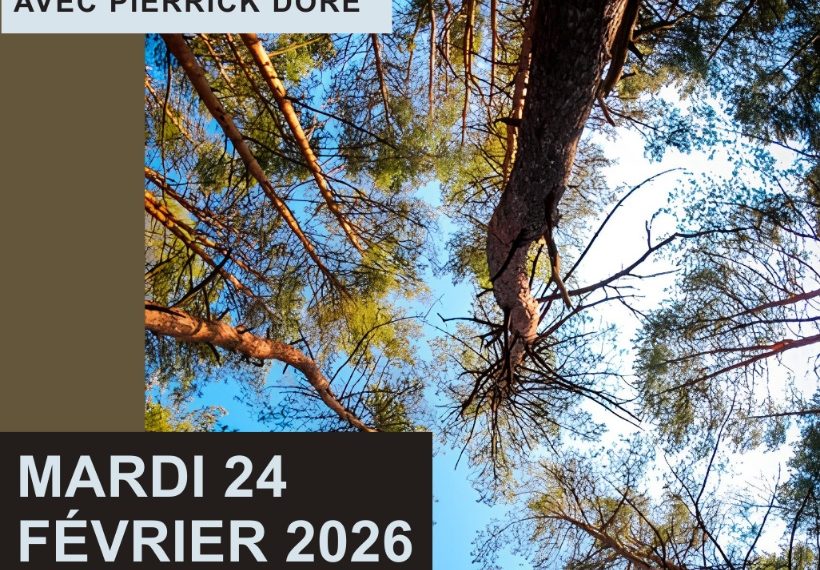 Conférence, la forêt en sud Gironde